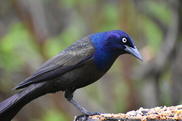A common grackle, Sainte-Apolline, Québec, Canada