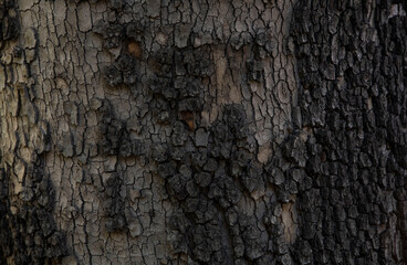 Macro bark tree texture, natural wooden background.