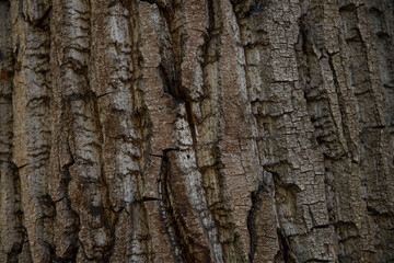 Macro bark tree texture, natural wooden background.
