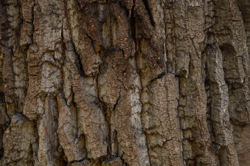 Macro bark tree texture, natural wooden background.