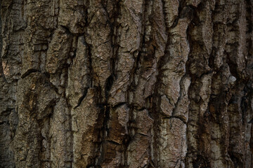 Macro bark tree texture, natural wooden background.