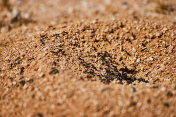 Ant nest macro with ants crawling out of opening