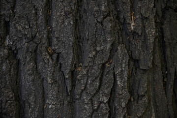 Macro bark tree texture, natural wooden background.