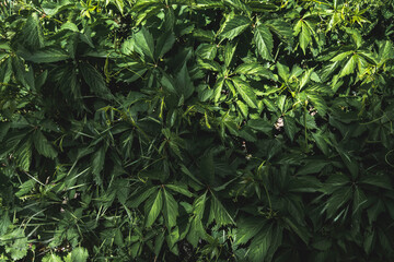 Leaves in the forest, green leaves background
