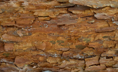 Macro bark tree texture, natural wooden background.
