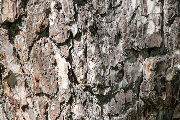 bark of a tree