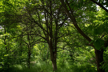 Beautiful trees in the forest. Summer forest .
