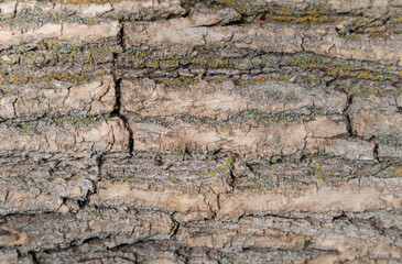 Macro bark tree texture, natural wooden background.