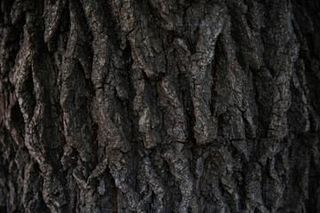 Macro bark tree texture, natural wooden background. - obrazy, fototapety, plakaty