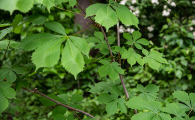 Green leaves in the forest