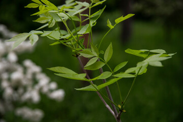 Green leaves of a tree. Leaves brench background.