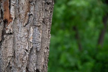 Bark of a tree on green grass bokeh texture
