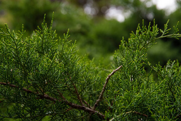 Leaves of green cedar. Macro cedar texture