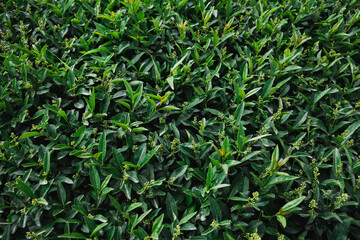 Leaves in the forest, green leaves background