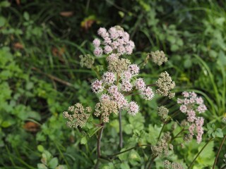 Castillo de Butron, fortaleza medieval ubicada en Gatika. Espa&ntilde;a.