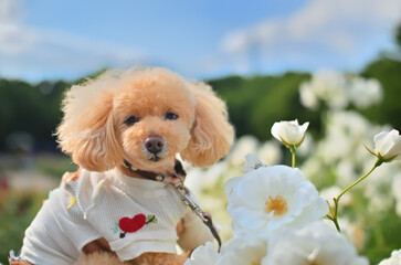 白いバラとトイプードルと青空