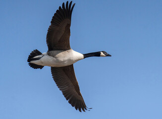 Kanadagås, Canada goose (Branta canadensis)