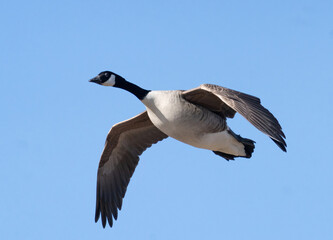 Kanadagås, Canada goose (Branta canadensis)
