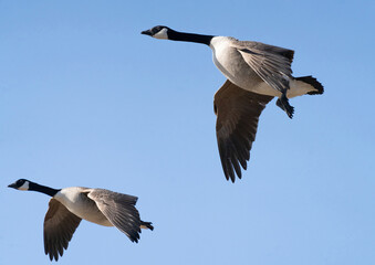 Kanadagås, Canada goose (Branta canadensis)