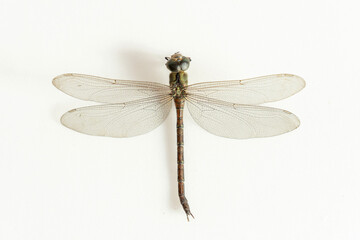 Dragonfly isolated on white background. Beneficial insect with a pair of large, multifaceted compound eyes, two pairs of strong, transparent wings and an elongated body.