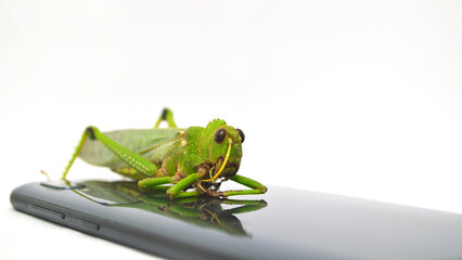 grasshopper on a reflexive surface
