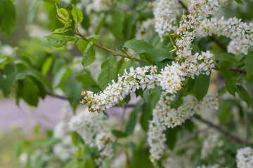 photos of a flowering plum tree and plum flowers on a warm spring day. The Awakening of Nature