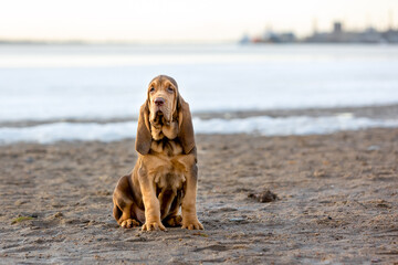Charming Bloodhound puppy sits on the sand against the background of the river