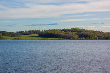 Cone on a coniferous tree
Шишка на хвойном дереве