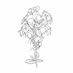 isolated black sketch of Blue sage or flower spike on white background, vector nature illustration