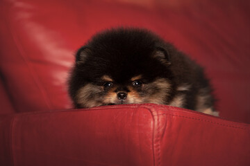 Cute little puppy of pomeranian spitz breed lying down on red armchair