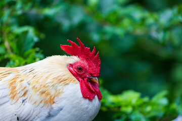 Rooster portrait showing head and feather details with green nature background. Free Range Cock in morning time. Rooster looking out in a garden, close-up on blurry background. One colorful chicken