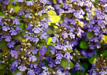 Purple Violet flowers in the garden