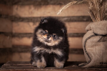 Pomeranian spitz puppy sitting in wooden house