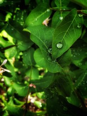 Beautiful green leaves with water drops after rain. Nature background. Droplets on the leaf. Spring concept.