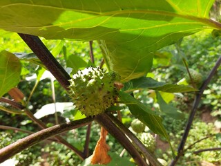 Apple Thorn, Hindu Datura or Angle thumpet, Medicinal Plants