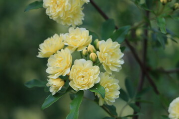 モッコウバラの黄色い花