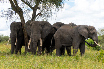 Fototapeta premium four elefaphants toghether in Tarangire National Park in Tanzania - Africa. Safari in Tanzania looking for a elephant