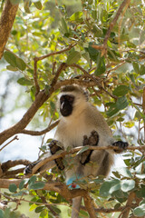Chlorocebus pygerythrus monkey in Tarangire National Park - Tanzania