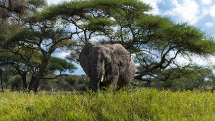 elefaphants in Tarangire National Park in Tanzania - Africa. Safari in Tanzania looking for a...