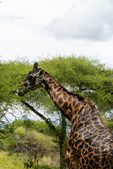 solitaire Giraffe in Tarangire National Park in Tanzania - Africa. Safari in Tanzania looking for a giraffe