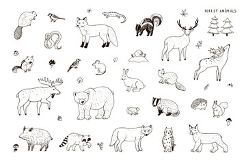 Forest animals vector line illustrations set