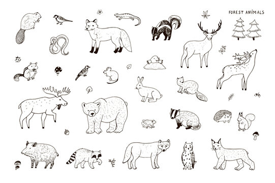 Forest Animals Line Images – Browse 55,300 Stock Photos, Vectors, and Video | Adobe Stock Forest Animals Line Images – Browse 55,300 Stock Photos, Vectors, and Video | Adobe Stock