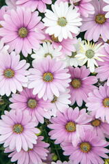Obraz na płótnie Canvas Marguerite Daisy flower. Pink flowers of argyranthemum, marguerite, marguerite daisy or dill daisies in summer garden.