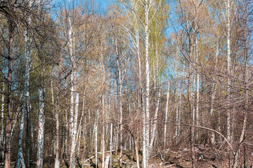 Landscape in a dense spring forest with fallen trees. Selective focus.