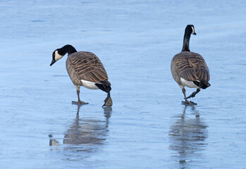 Canada goose (Branta canadensis)