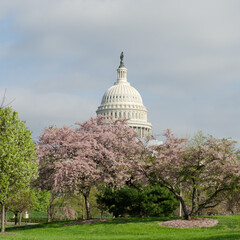 US Capitol and cherry blossoms during springtime - Washington dc united states