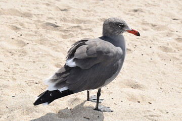 Bird in the sand