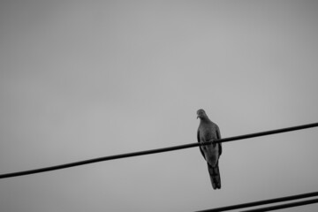 bird on a wire