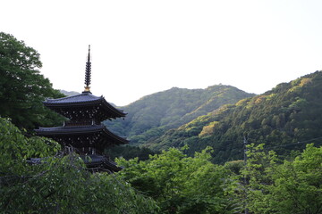 Obraz premium 緑の木々に囲める浄発願寺にある三重塔