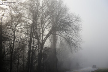 Car travel into a foggy forest road
